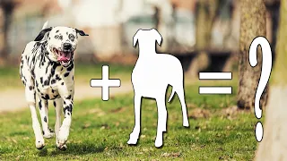 Top 07 Unreal Spotty Dalmatian Mixes Cross Breed Dogs | Dalmatian Mix Dogs