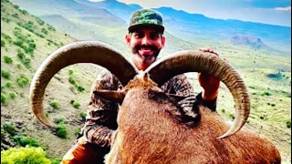 Aoudad Hunting Huge Free Range West Texas Aoudad Ram, Killed on Our First Day in Texas!!!