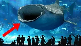 LARGEST Aquariums In The World!