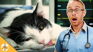 The 7 Deadliest Cat Emergencies (Veterinarian Explains)