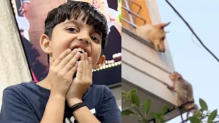 Monkey or Dog Fight ho Gayi 😂 | Yaatri