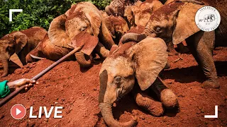 Baby elephants enjoying a milk feed and roll in the mud at the Nairobi Nursery | Sheldrick Trust