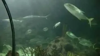 Shark tunnel adventure, Loro Parque, Tenerife