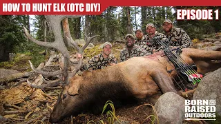 How to HUNT ELK (DIY Public Land Bull)