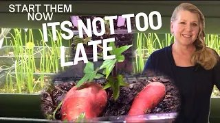 Starting Sweet Potato slips, and Onions from seed.