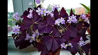 ОКСАЛИС (КИСЛИЦА, Oxalis) размножение тремя способами