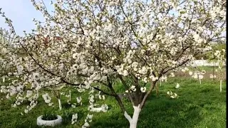 Влог//Красота в Саду/ Проведала Сестру в больнице.