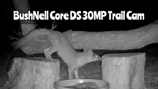 Backyard Cam: BushNell Core DS 30MP July 10-12, 2023
