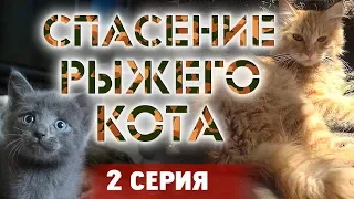 СПАСЕНИЕ РЫЖЕГО КОТА - 2 серия ❆ КОТОЖИЗНЬ! 19 и 20 июня