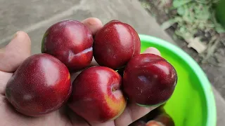 Диплоїдна слива сорт Санта Роза (plum Santa Rosa).Врожай 2023 року