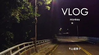 山道猴子｜Monkey｜Vlog26