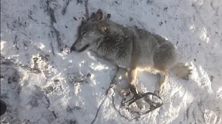 22я волчица попала в капкан. АРХИВНОЕ видео Регулирование численности волка/Охота на волка в Бурятии