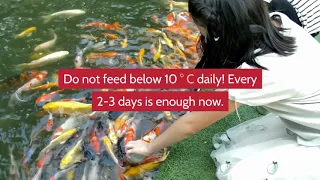 Koi Feeding Tips | How to Feed Koi Fish | Koi Feeding Guide