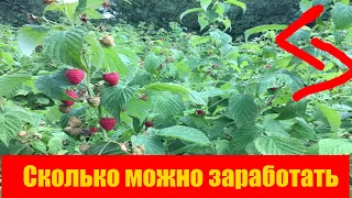 Сколько можно заработать собирая малину? || Сколько можно заработать на продаже малины ||  #сколько