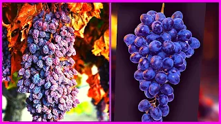 Amazing Dry Grape Making Technology | Raisin Making Processing | Dried Fruit Factory Process