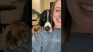 Bernese Mountain Dog Is Obsessed With His Owner🥹❤️ #cutedog