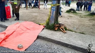 Loyal dog refuses to move from dead owner's side after being hit by a car