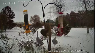 Squirrel fails jump from deck to bird feeders