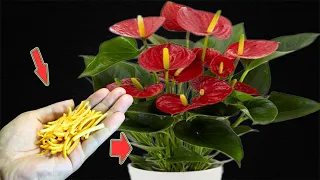 I Sprinkle A Little! Suddenly, The Anthurium Bloomed Crazily