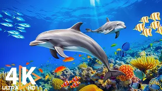 The Colors of the Ocean (4K ULTRA HD) 🐬 The Best 4K Sea Animals for Relaxation & Relaxing Sleep #25