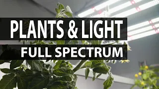 Full Spectrum Grow Lights : Plants & Light #201