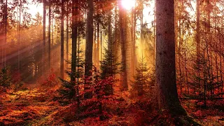 Głęboki Dźwięk Lasu - ŚPIEW PTAKÓW - odgłosy natury / dźwięki otoczenia