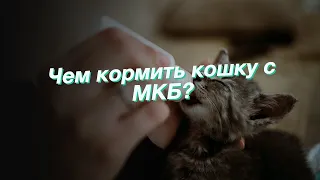 Чем кормить кошку с МКБ?