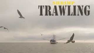Sea life caught SHRIMP TRAWLING