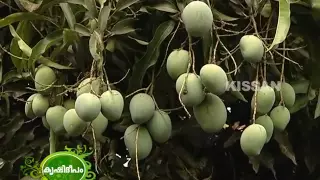 Commercial Mango cultivation by  group of farmers in Palakkad district