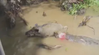 Крокодилы на охоте