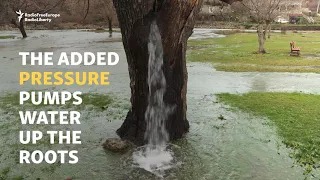 Montenegro's Gushing Water Tree