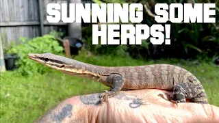 Reptiles Get Some Sun! + New Springtail Cultures.