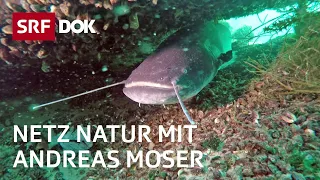 Fische – Unsere Verwandten im Wasser | NETZ NATUR mit Andreas Moser | DOK | SRF