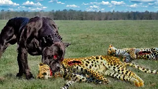 Times Animals Messed With The Wrong Opponent !