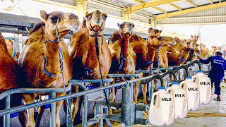 Camel Milking Process | How camels are raised for milk | Modern Camel Milking Factory