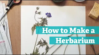 How to Make a Herbarium