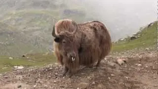 Huntin in LEH.MTS