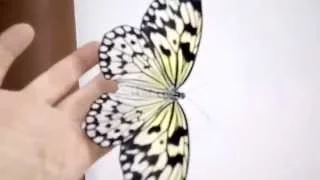 Тропические бабочки 100