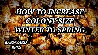 How To Grow Bee Colony Winter To Spring