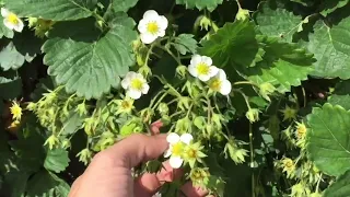 SUPER FEEDING strawberries during flowering. Three feeding options for a large and healthy harvest.