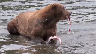 ALASKA TRIP--KATMAI NATIONAL PARK AND BROOKS FALLS BROWN BEARS CATCHING SALMON