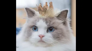 🐈 Королева красоты! 🐕 Милое видео с кошками и котятами для хорошего настроения! 🐱