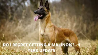 1 Year Update - Do I Regret Getting A Belgian Malinos l DOGZZ