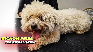 BICHON FRISE GROOMING Transformation