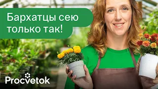 БАРХАТЦЫ ЗАЦВЕТУТ В МАЕ, если посеять их этим способом сейчас!