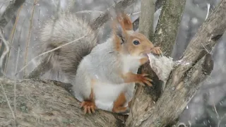 Редкие кадры, белка ест сало / Rare footage of a squirrel eating lard