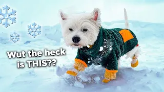 Do Westies Like Snow? My dog reacts to SNOW for the first time! | VLOG