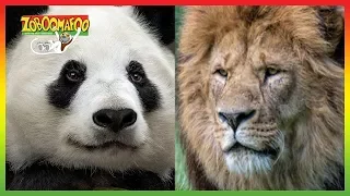🐵 Zoboomafoo | Season 1 Episode 1-5 Compilation | Animals for Kids 🐵