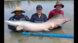 Predators Fishing Malaysia Anglers Fishing Thailand 2024- BKKGUY