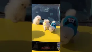 【Compilation】Dog Pet Puppy Pomeranian Grooming Teddy bear style ! dogs story! #short 50